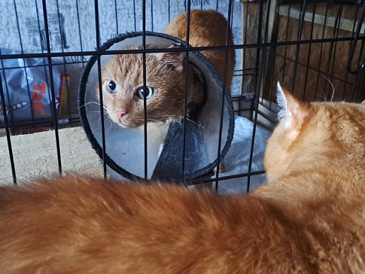Жители дома в Фурманове разыскивают кота, за которым ухаживали всем двором